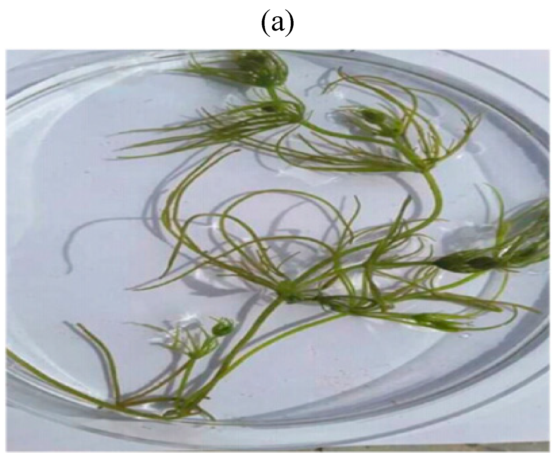 Water 15 00974 g002a Water 15 00974 g002a