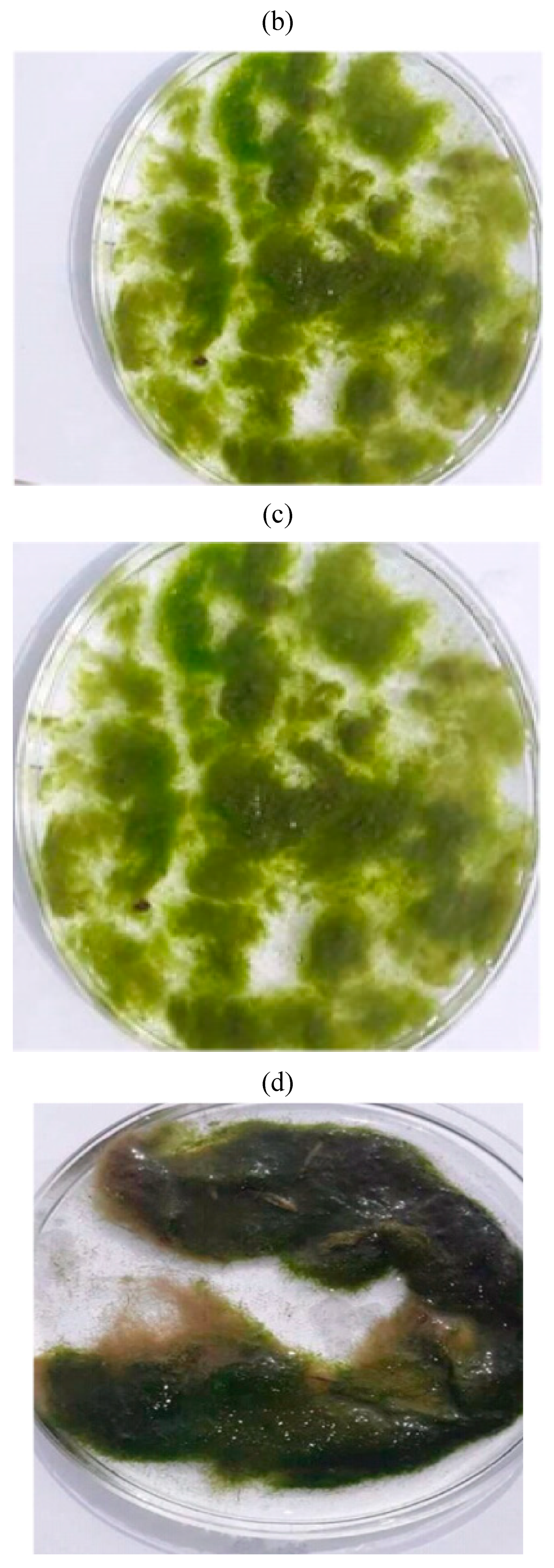 Water 15 00974 g002b Water 15 00974 g002b