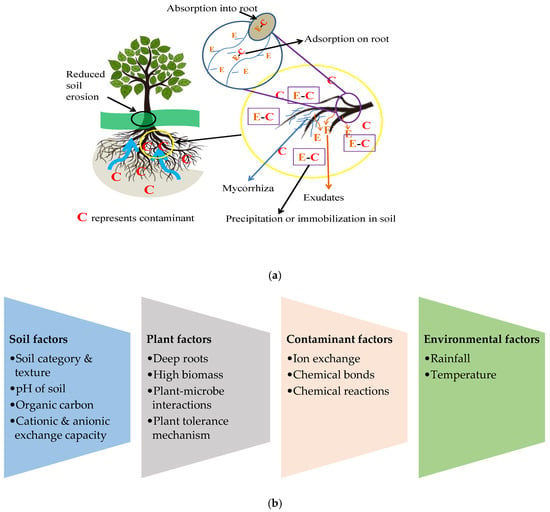 Water | Free Full-Text | Phytoremediation Prospects For Restoration Of ...