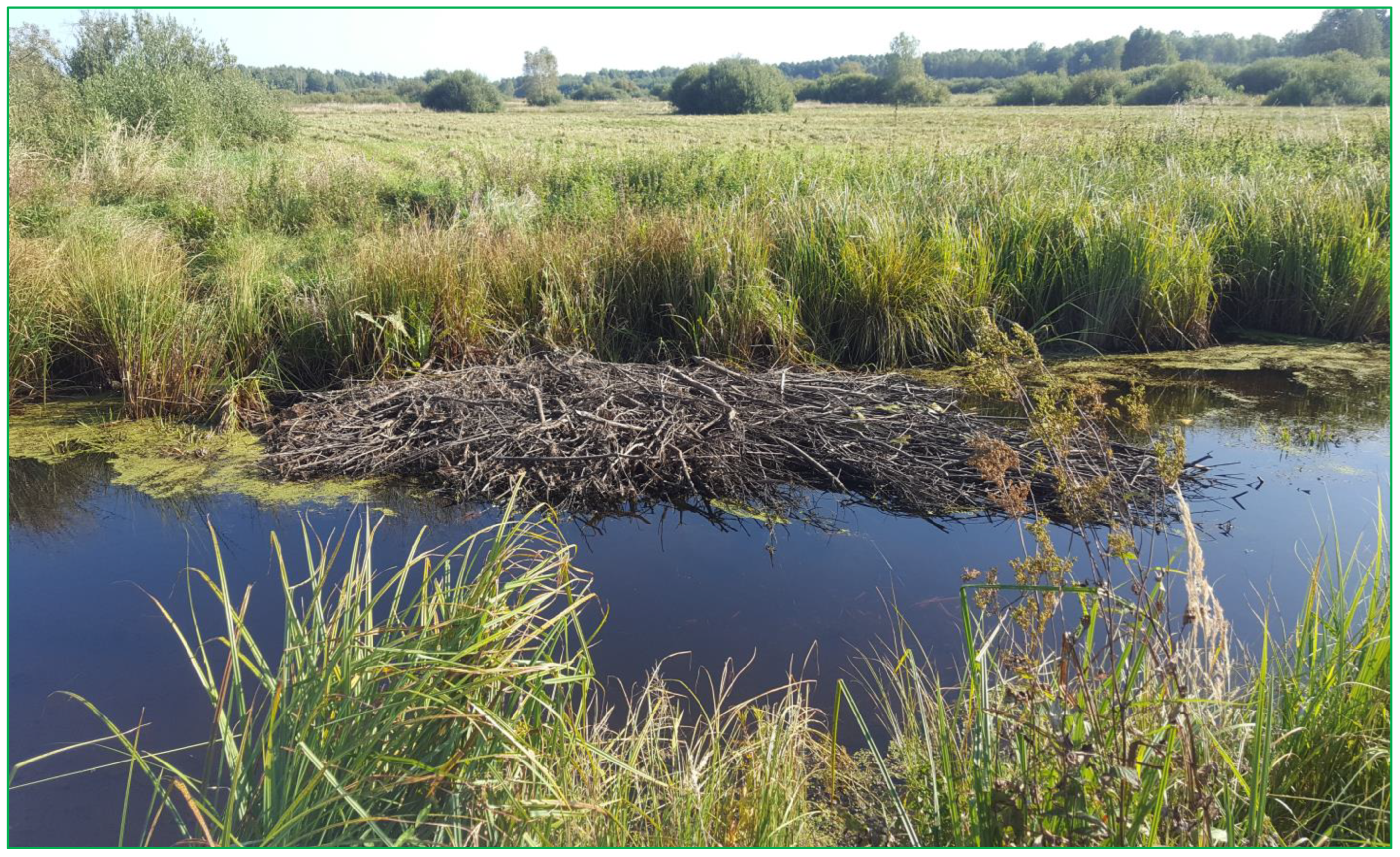 A keystone species: Beavers have huge impact on wetlands - Farm and Dairy