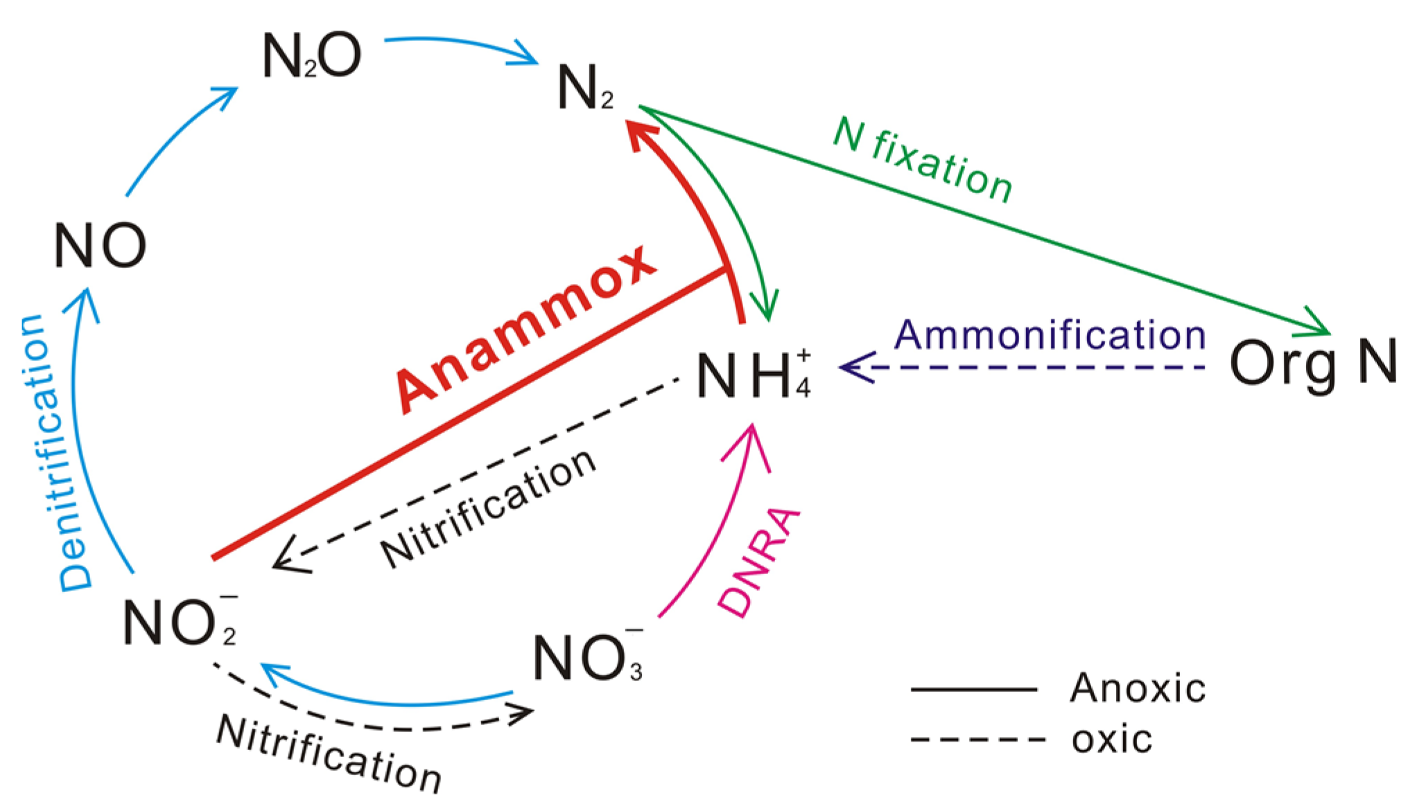 Nitrogen Cycle Explained - Definition, Stages and Importance