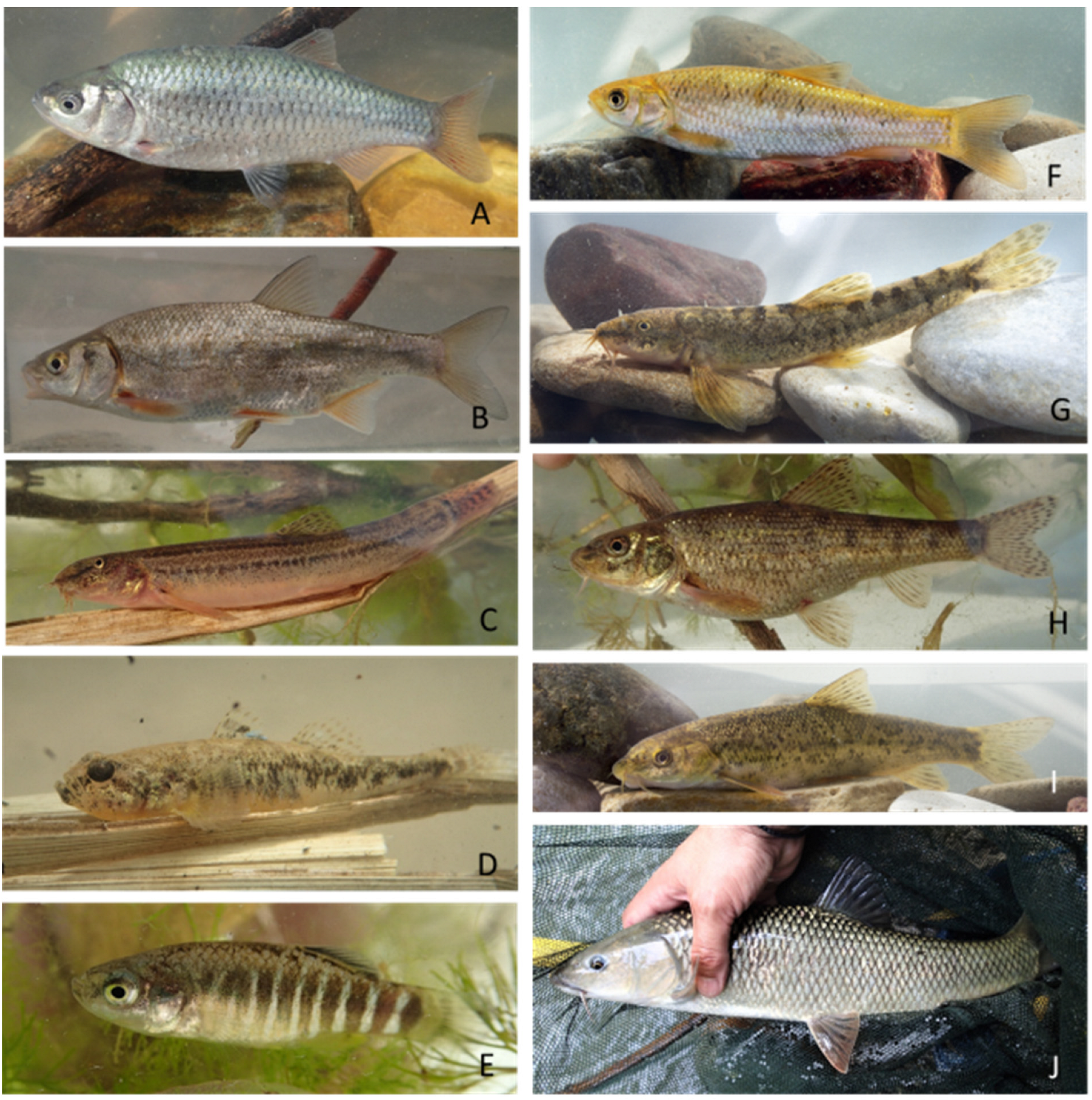 Indicators: Fish Assemblage