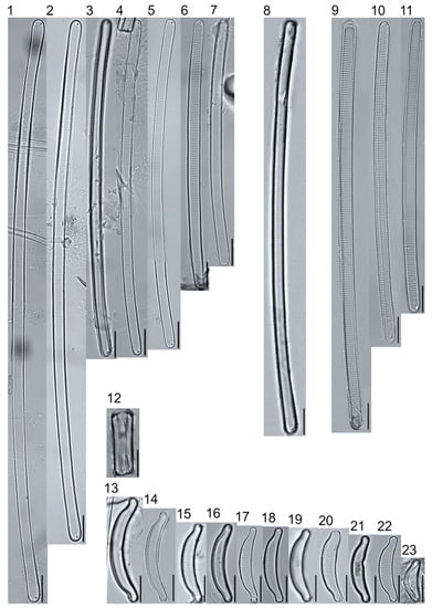 Water | Free Full-Text | A Voucher Flora of Diatoms from Fens in 
