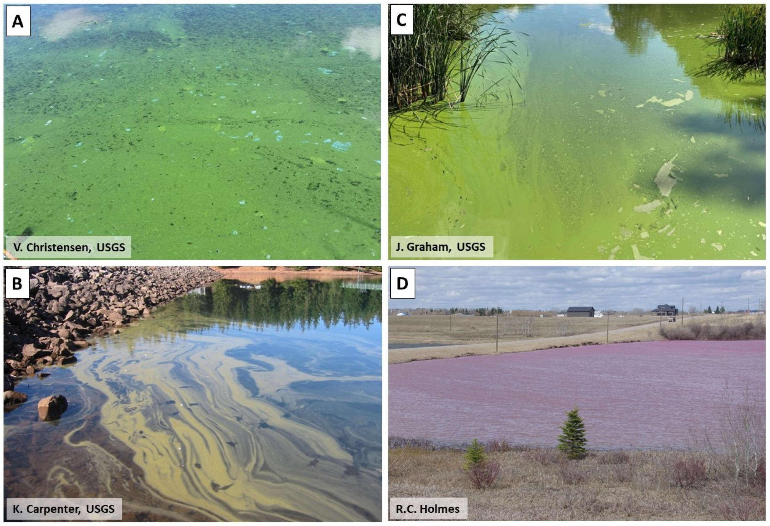 Water | Free Full-Text | Toxic Algae in Inland Waters of the 