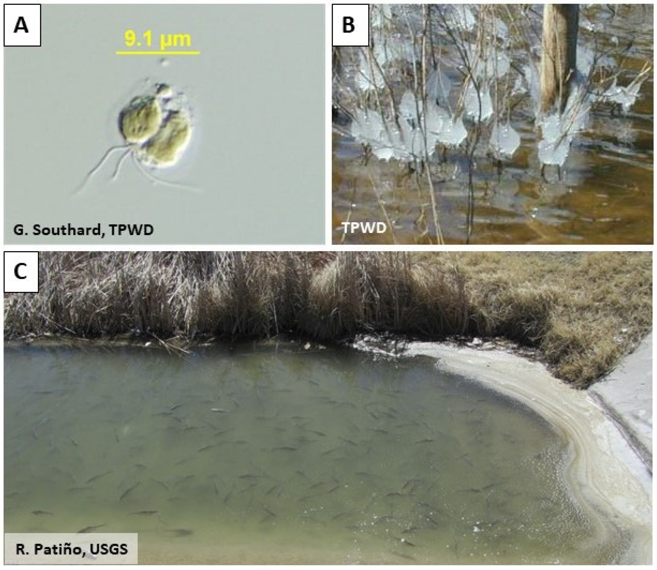 Water | Free Full-Text | Toxic Algae in Inland Waters of the 