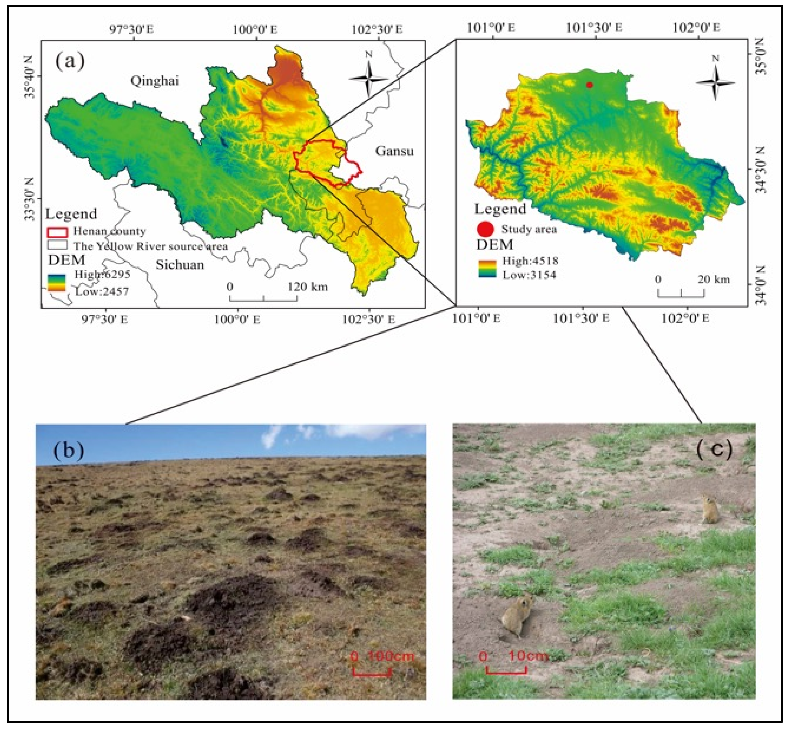 Water | Free Full-Text | Influence of the Plateau Pika Mound 