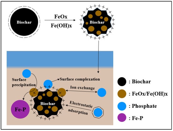 Water | Free Full-Text | The Effect Of Iron-Modified Biochar On ...