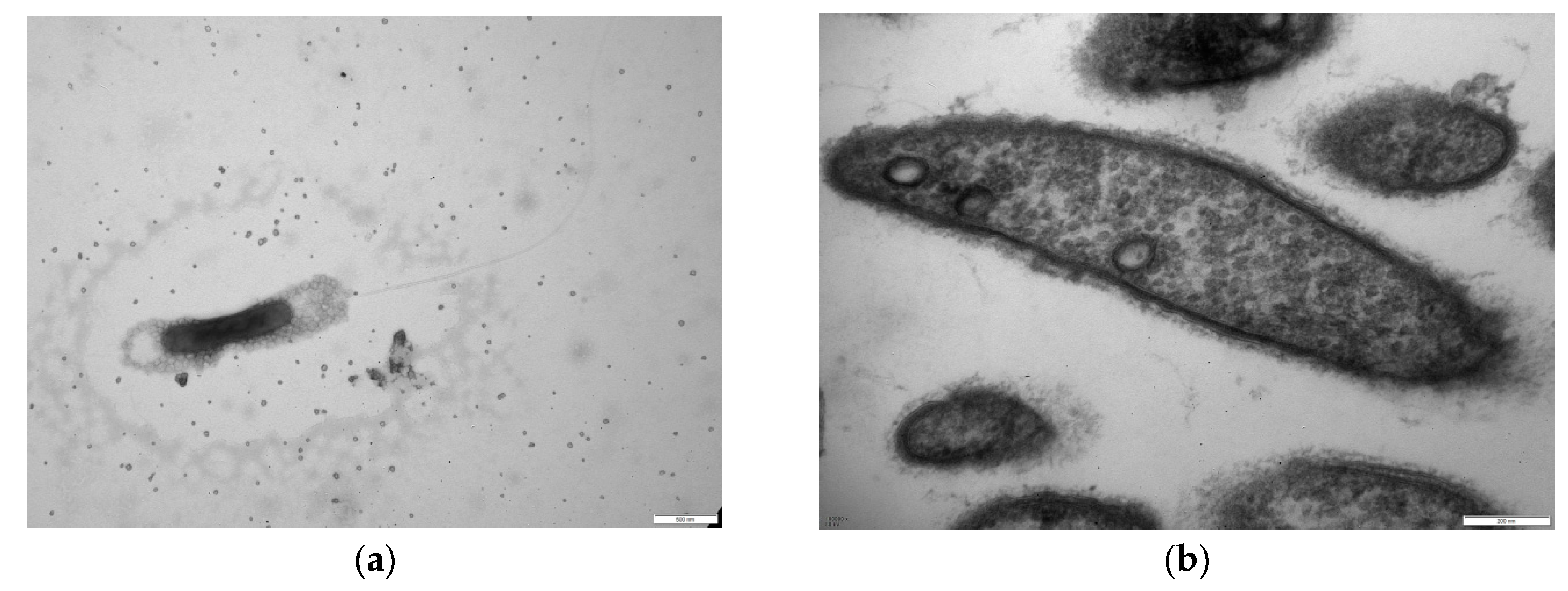 Water 15 03451 g001 Water 15 03451 g001