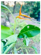 Water 15 03456 i002 Water 15 03456 i002