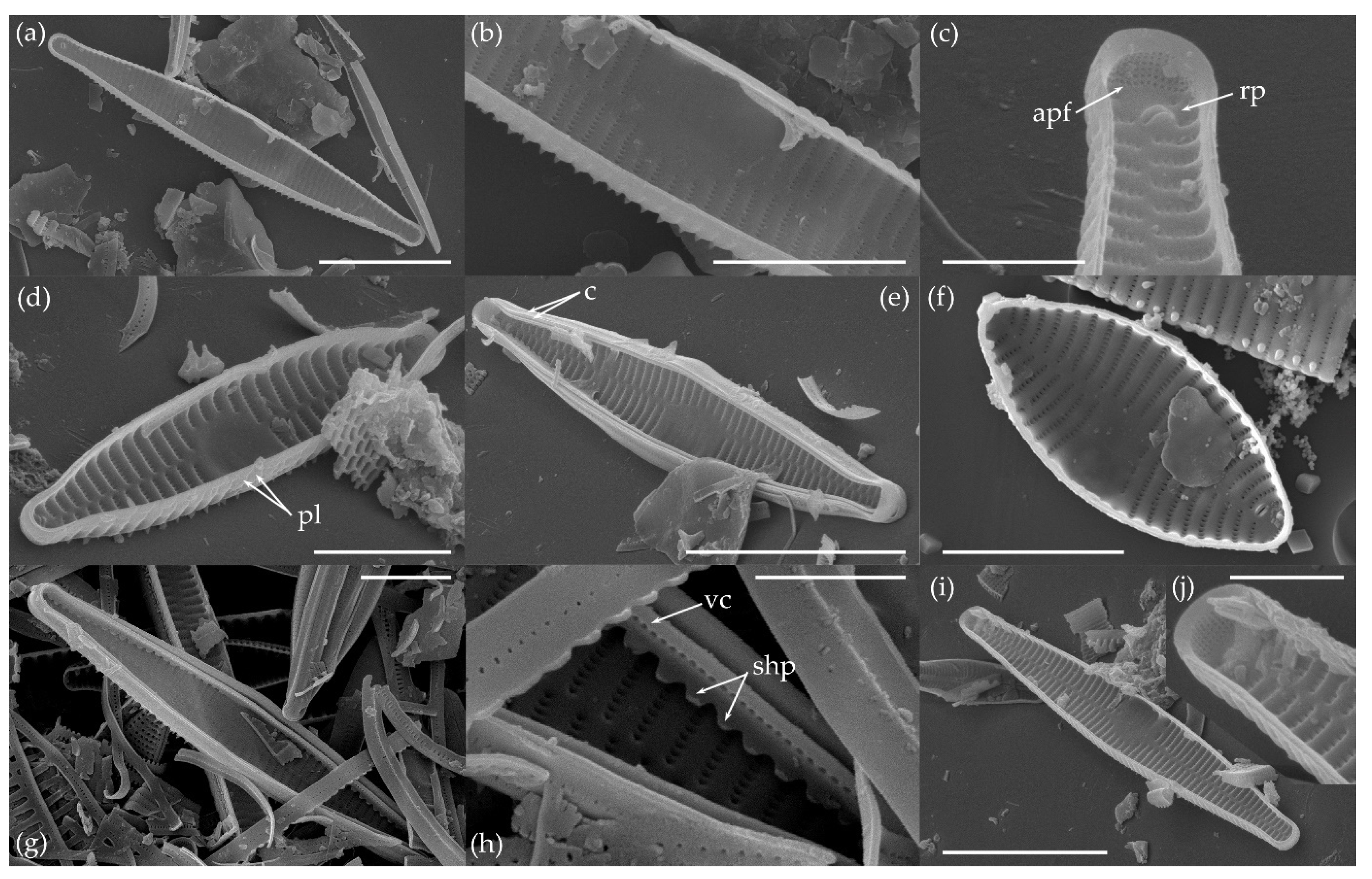 Water 15 03994 g005 Water 15 03994 g005