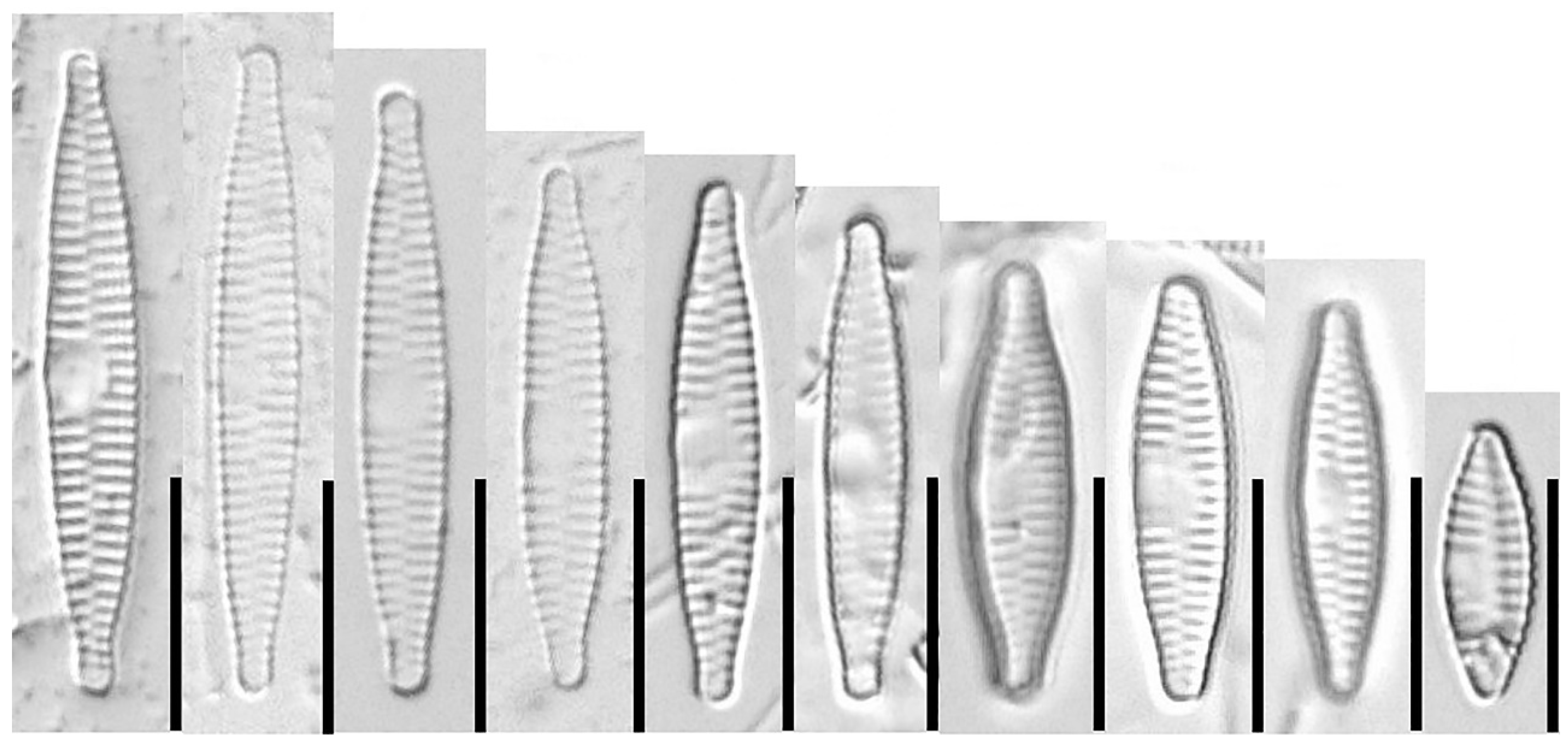 Water 15 03994 g007 Water 15 03994 g007