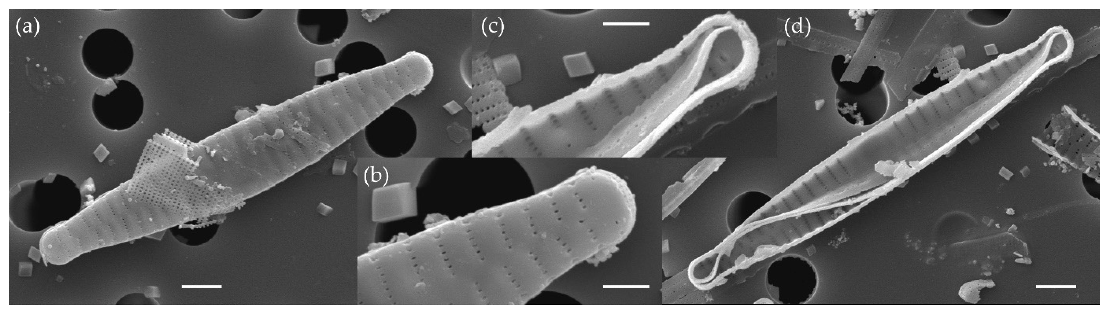 Water 15 03994 g008 Water 15 03994 g008