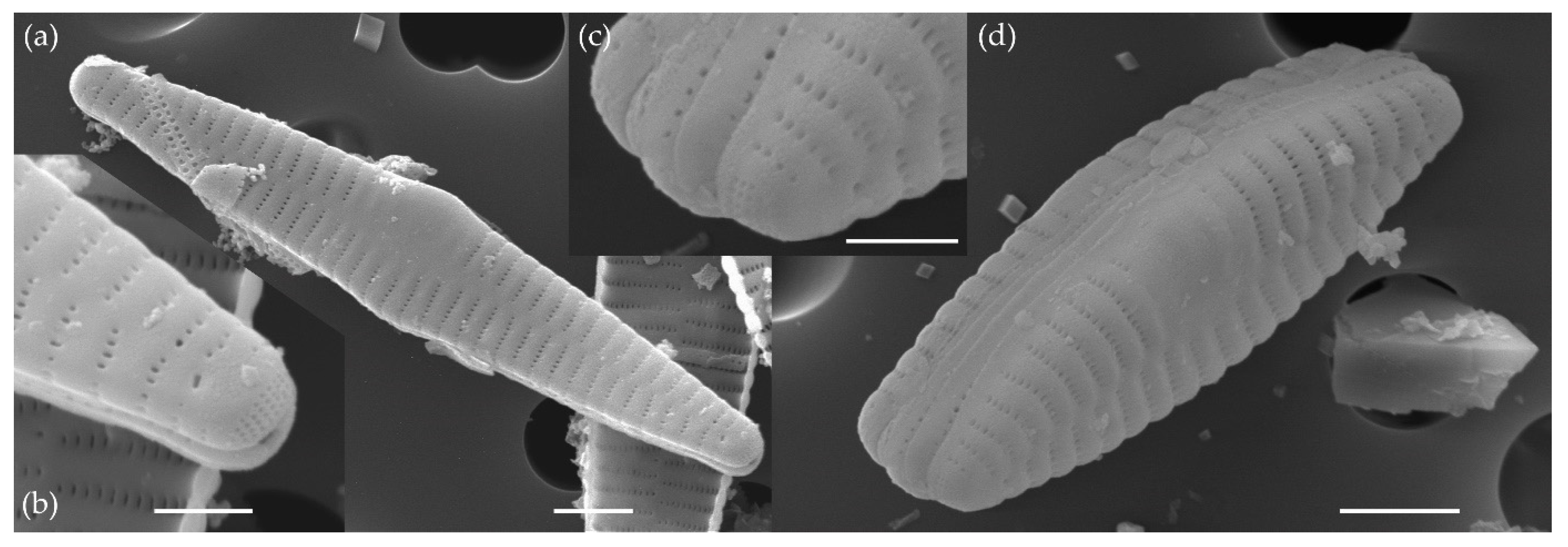 Water 15 03994 g010 Water 15 03994 g010