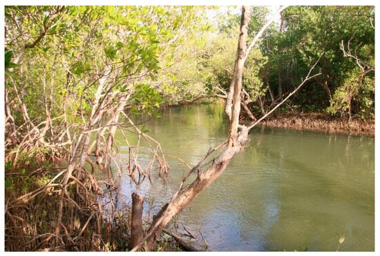 Perception of Mangrove Social–Ecological System Governance 