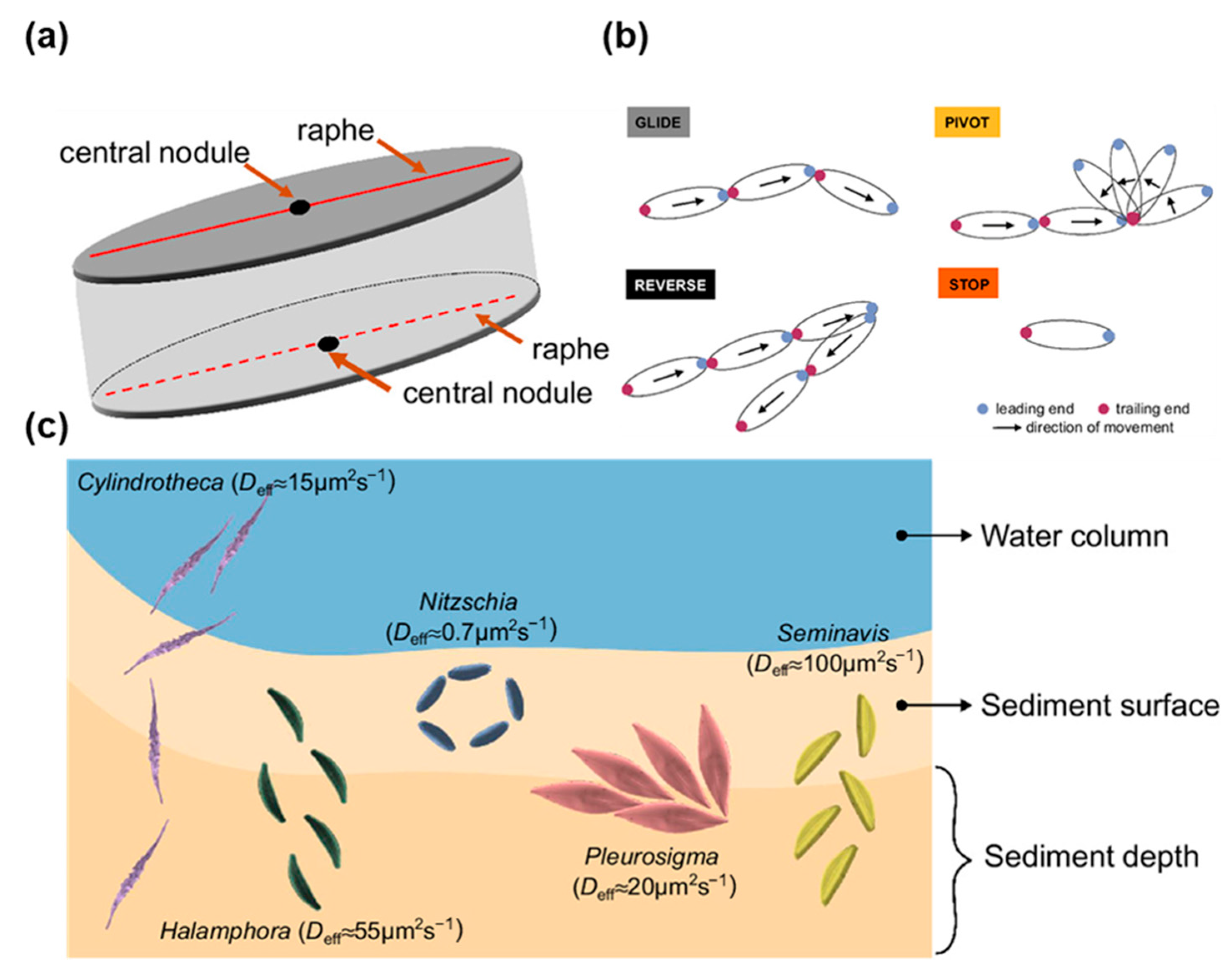 Water 17 02373 g003 Water 17 02373 g003