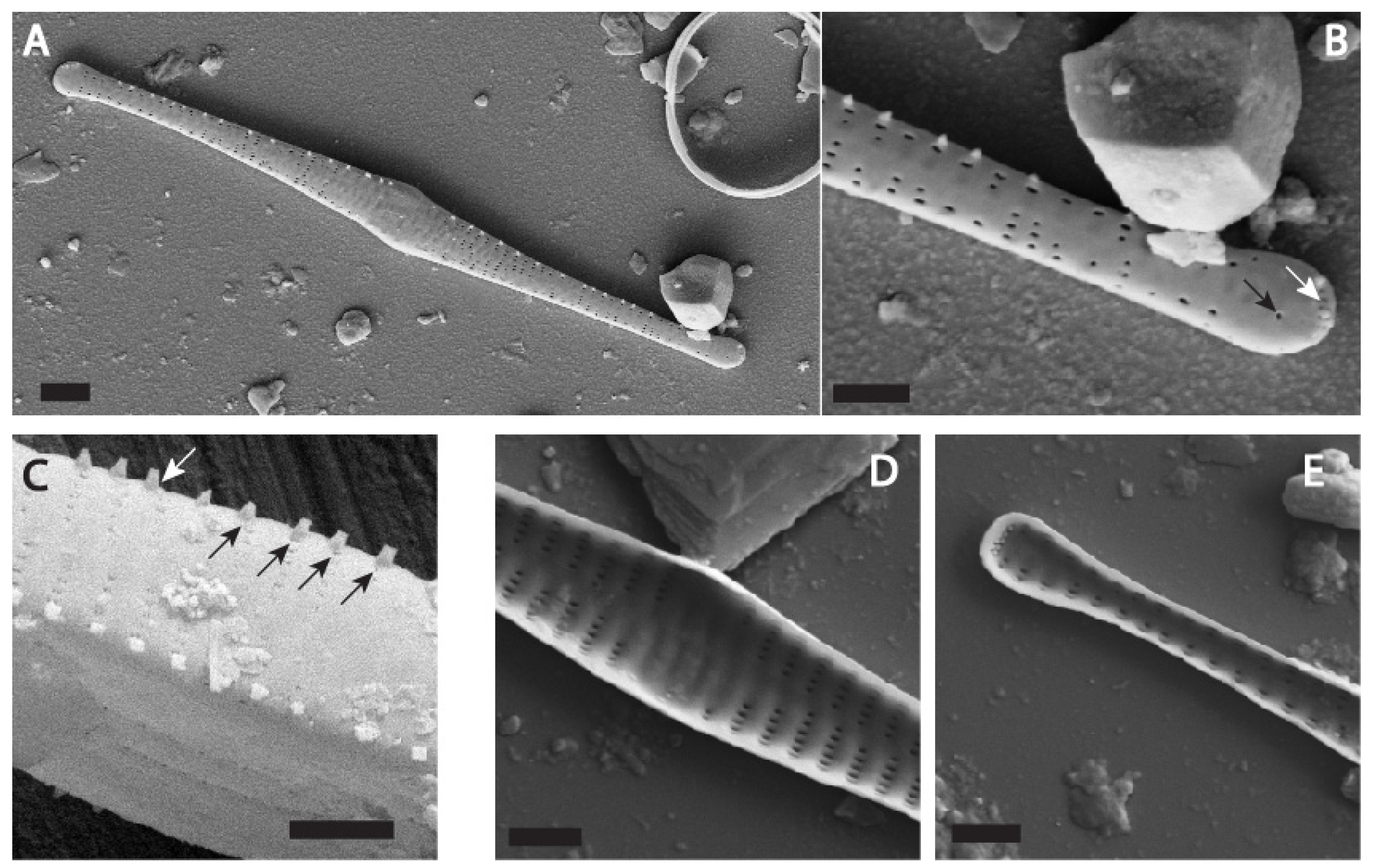 Water 17 02843 g003 Water 17 02843 g003