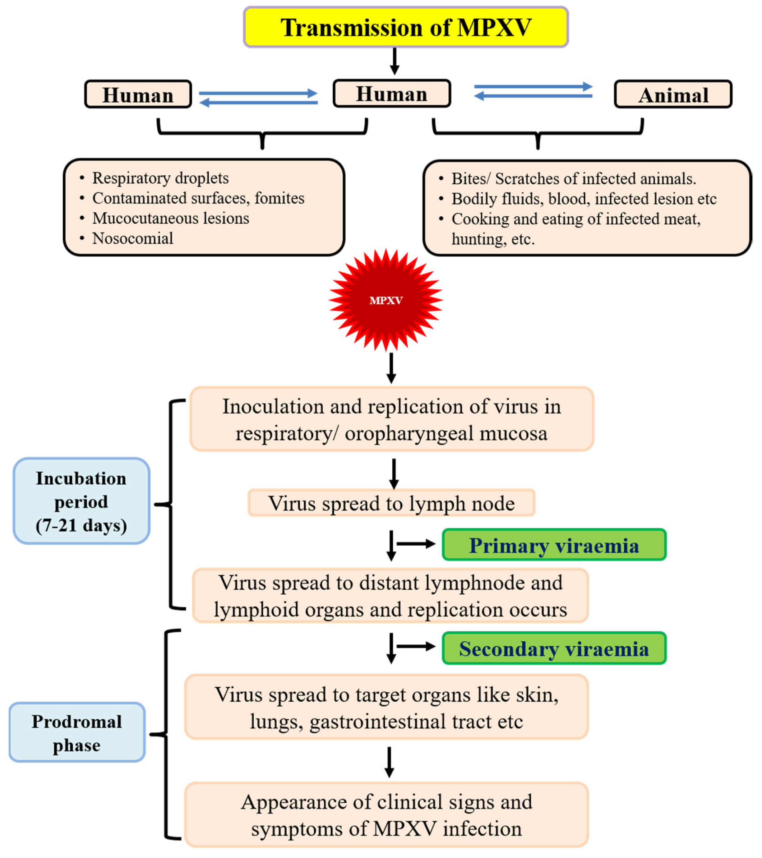 Evidence of human-to-dog transmission of monkeypox virus - The Lancet