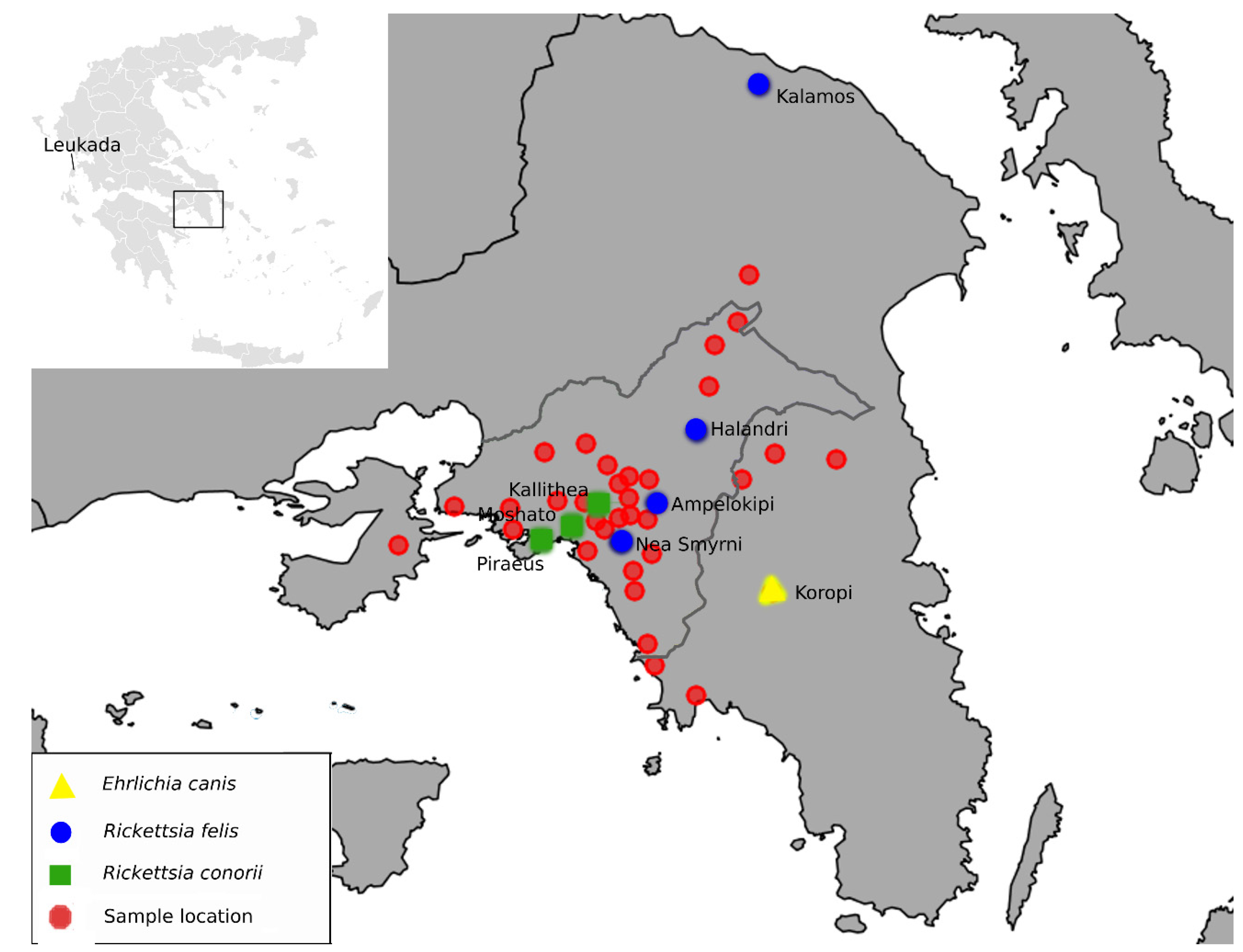 Zoonotic Diseases | Free Full-Text | Rickettsial Agents Associated with  Ectoparasites in Attica, Greece