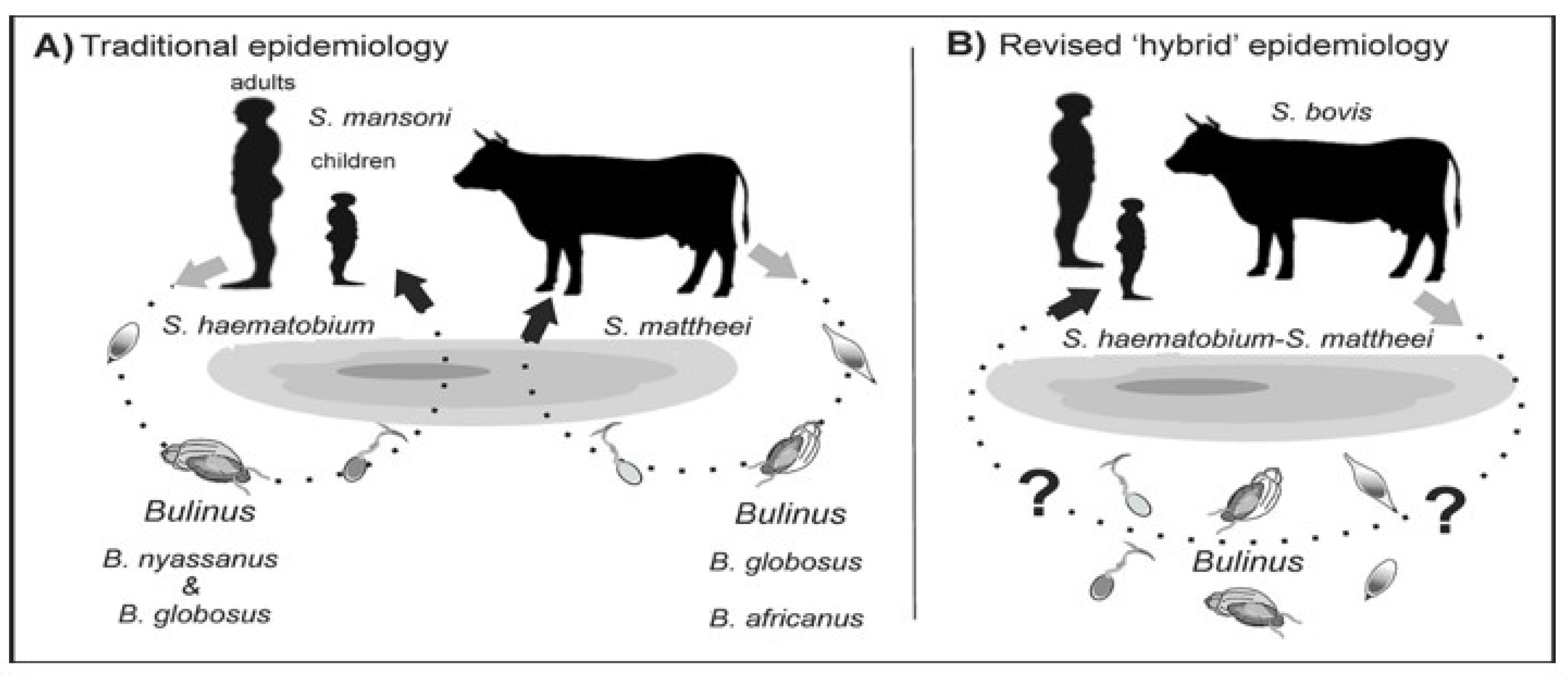 Life cycle of S. mansoni , illustrating the collection points for in